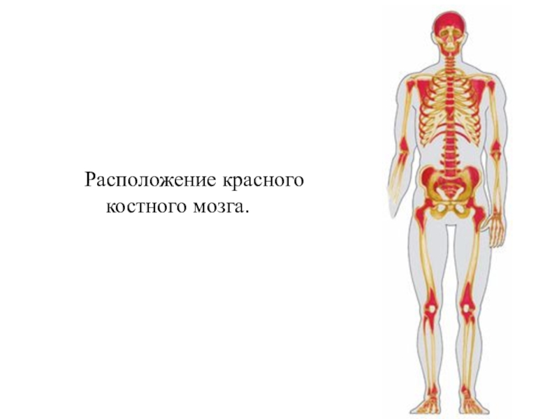 Где находится костный мозг у человека. Красный костный мозг у взрослого человека расположен. Расположение красного костного мозга. Локализация красного костного мозга. Красный костный мозг локализован.