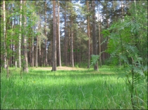 Презентация к уроку по окружающему миру В лес по ягоды пойдем1класс