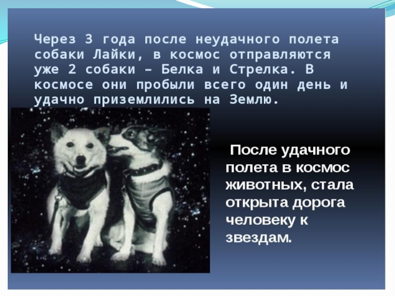 Кто 1 полетел в космос. Собаки в космосе презентация. Первые собаки в космосе презентация. Собаки космонавты презентация. Собака лайка в космосе презентация.