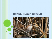 Презентация по биологии на тему Птицы- наши друзья