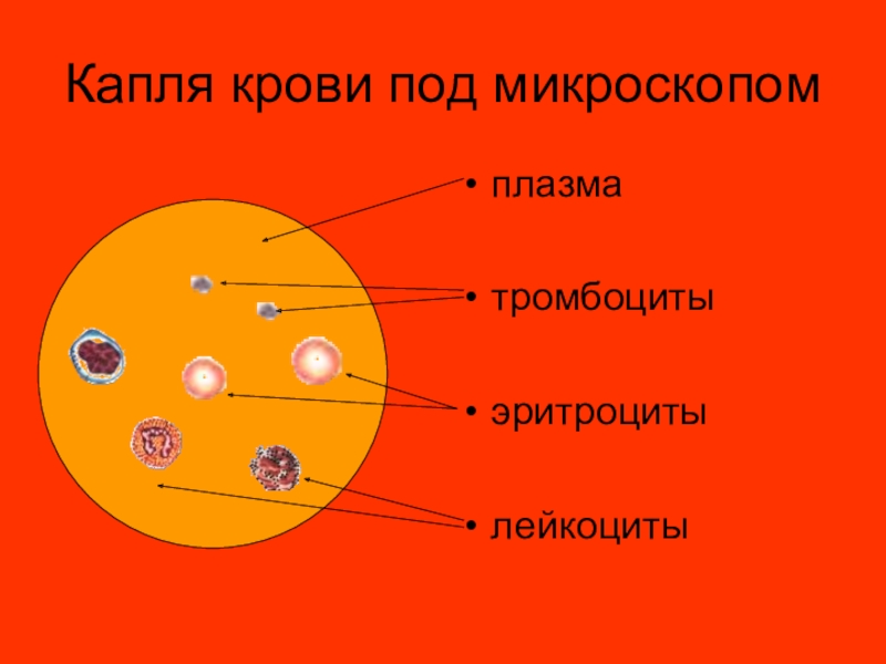 Рисунок крови человека под микроскопом