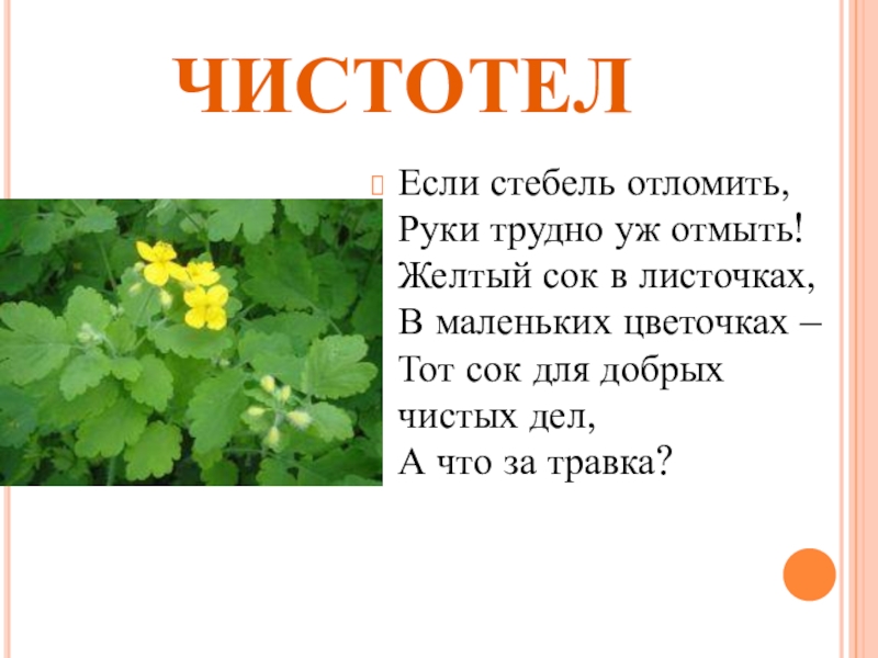 Чистотел лечебные свойства и применение. Сообщение про чистотел большой. Чистотел описание для детей. Чистотел краткое описание. Чистотел отломленный.