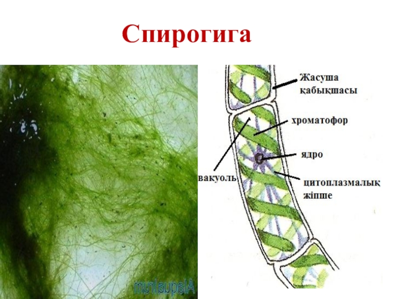 Спирогира отдел. Ламинария и улотрикс. Хроматофоры водорослей улотрикс. Спирогира красная водоросль. Таллом спирогиры.