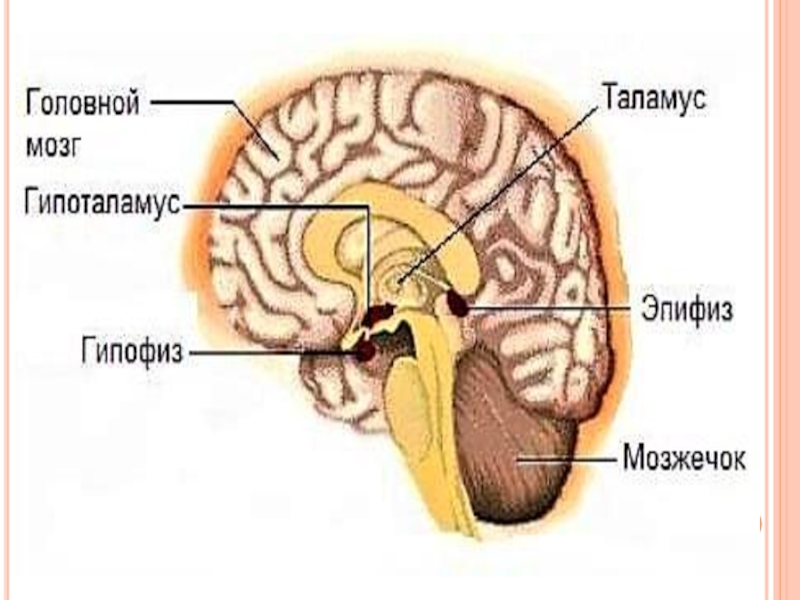 Реферат: Гіпоталамус