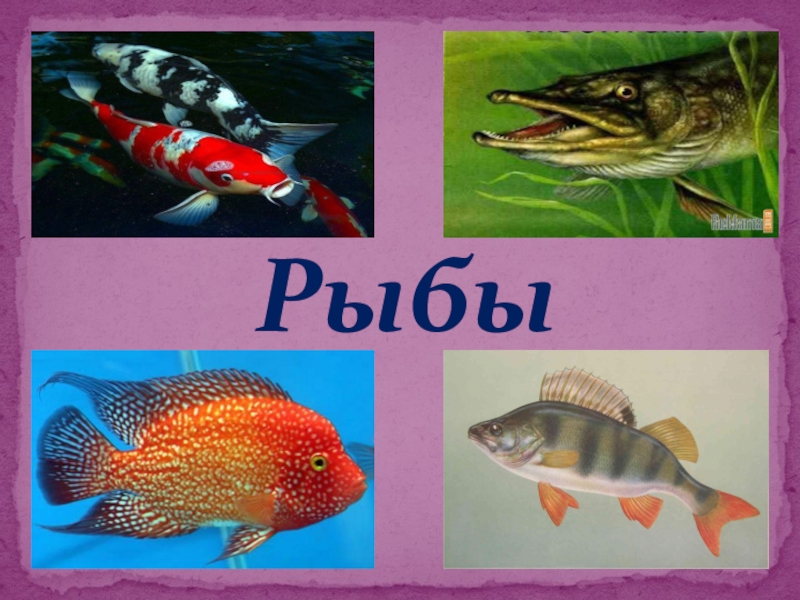 Рыбы презентация для детей. Рыбы окружающий мир. Класс рыбы для начальной школы. Морские рыбы окружающий мир 1 класс. Рыбы 2 класс окружающий мир.
