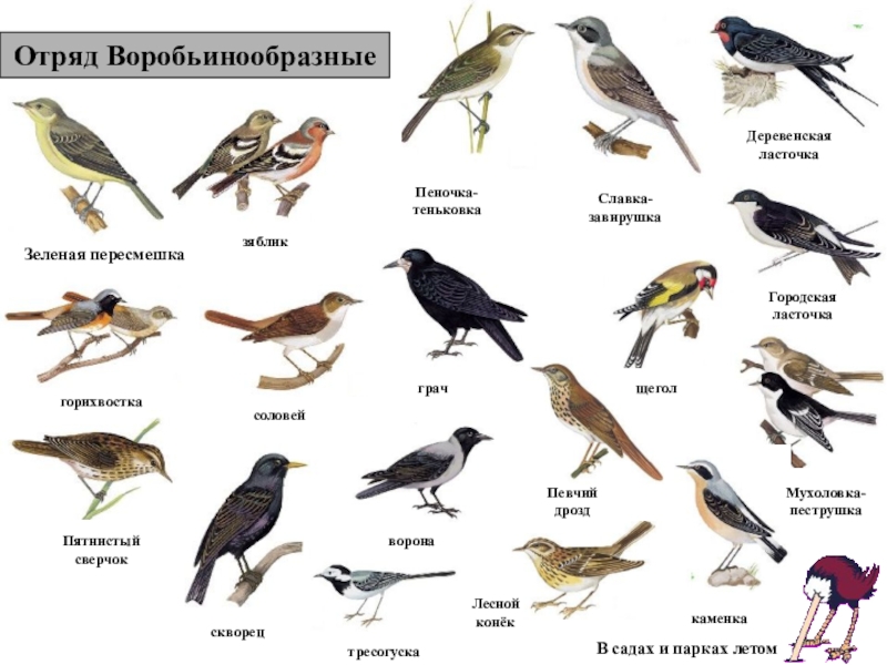 Перелетные птицы воронежской области фото с названиями
