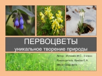 Презентация по окружающему миру Первоцветы