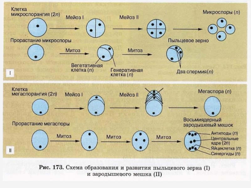 В результате митоза одна материнская клетка. Мегаспора покрытосеменных набор хромосом. Генеративная клетка пыльцевого зерна набор. Деление клетки. Схема митоза и мейоза.