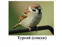 Ҡоштар (башкирский язык)