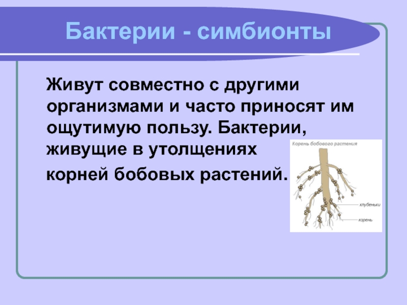 Бактерии симбионты картинки