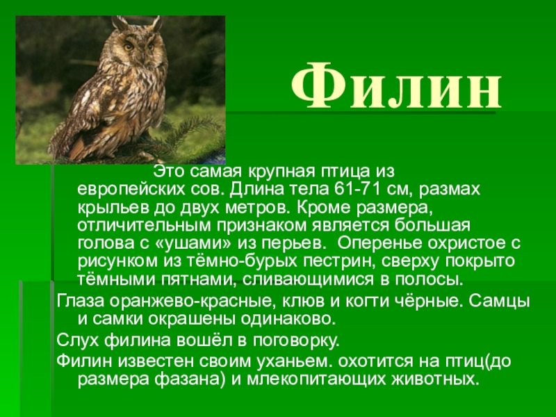 Краткое описание 2. Филин красная книга краткое описание. Филин доклад. Доклад про Филина. Сообщение о Филине.