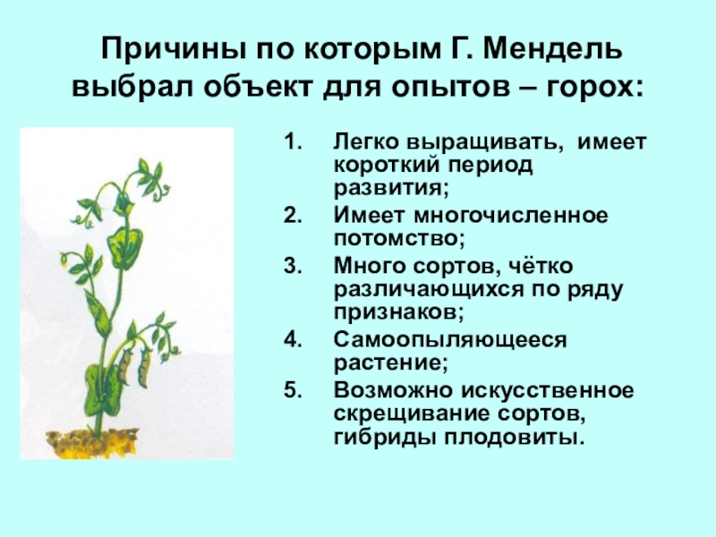 Выберите три правильных ответа зеленые растения. Почему Мендель выбрал горох. Почему Мендель выбрал горох для исследований. Почему Мендель выбрал горох для своих опытов. Объектом исследования г. Мендель выбрал:.