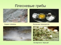 Презентация по биологии на тему Плесневые грибы и дрожжи (5 класс)