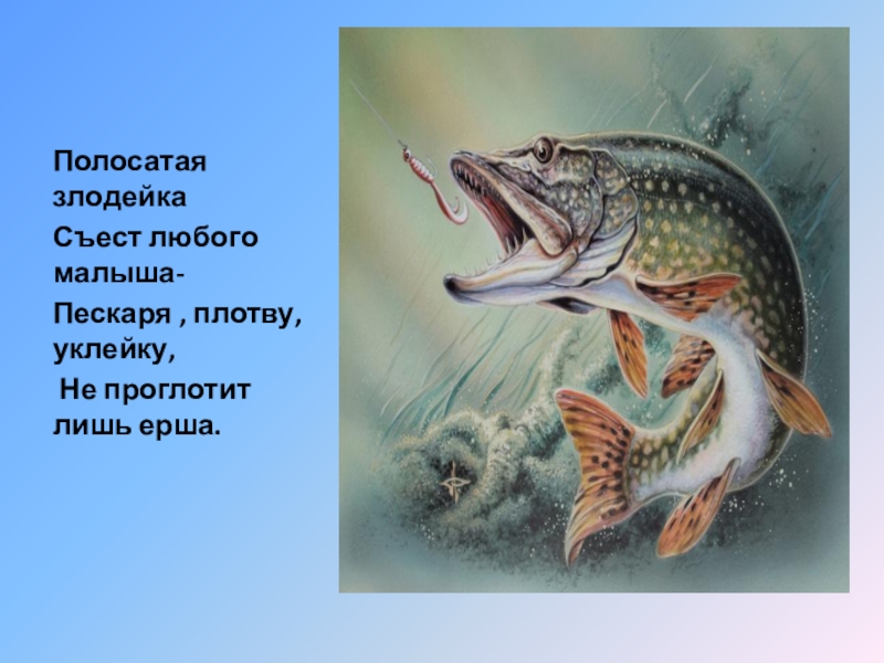 Цитаты пескаря. Полосатая злодейка съест любого малыша пескаря. Загадка про щуку. Окунь и пескарь взаимоотношения. Полосатая злодейка съест любого малыша загадка.