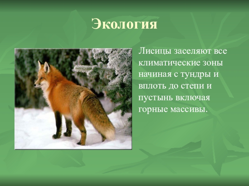 Экологического описания лисы. Критерии вида лиса обыкновенная. Экологический критерий лисы. Экологтчекий критериий лтсицы. Экологический критерий лисицы.