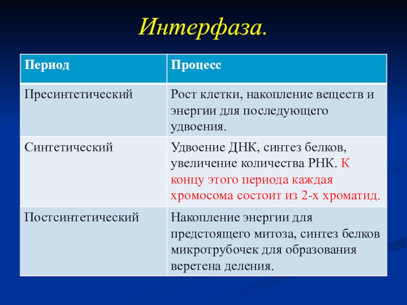 Синтетический период. Интерфаза характеристика процессов. Характеристика интерфазы. Характеристика интерфазы таблица. 3 Этапа интерфазы.