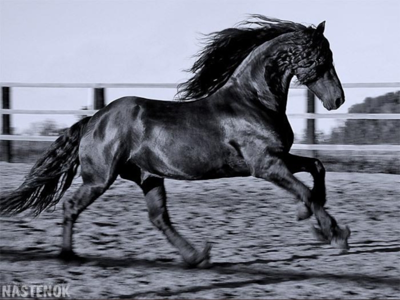 Серо черная лошадь. Пегая Фризская лошадь. Фризская лошадь белая. Черный конь. Черный жеребец.
