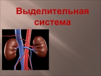 Урок по биологии - Выделительная система.