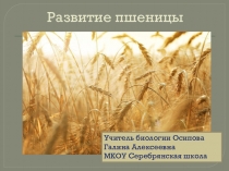 Презентация по биологии на тему Развитие пшеницы (6 класс)