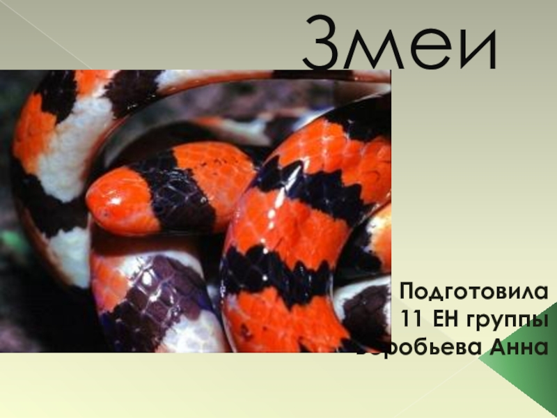 Змеи биология 7 класс. Органы зрения змеи биология. Рис 97 биология змея.