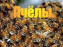 Коллективное творчество учащихся и учителя. Пчёлы