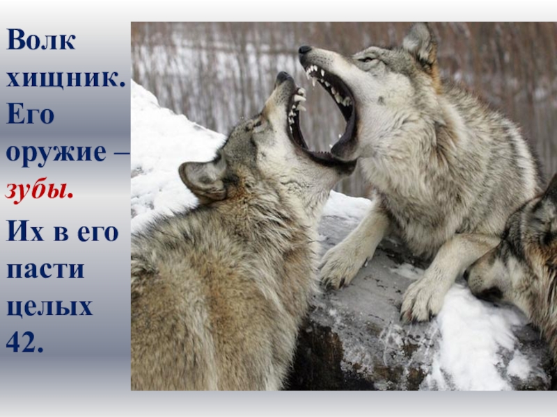 Волк класс. Волк хищник, его зубы оружие. Их в его пасти. Волк 1 класс. Два волка хищники. Волк с оружием в зубах.