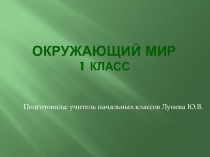 Презентация по окружающему миру на тему Как живут растения? (1 класс)