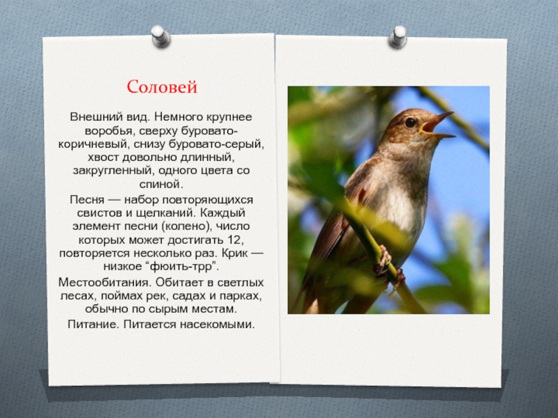 Соловей размер. Соловей описание. Соловей внешний вид описание. Соловей птица доклад. Соловей и Воробей.