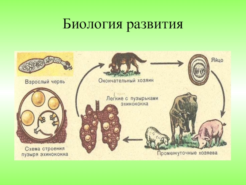 Эволюция биологическая система. Биологическое развитие. Развиттеэто в биологии. Развитие определение биология. Примеры развития в биологии.