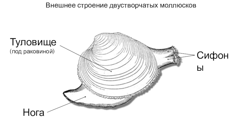 Моллюск 12. Внешнее строение двустворчатых моллюсков. Внешнее строение двухстворчатой моллюски. Внешнее строение раковины двустворчатых моллюсков. Двустворчатые моллюски строение раковины.