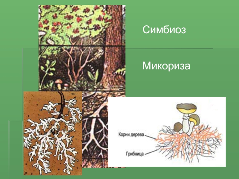 Презентация по биологии симбиоз