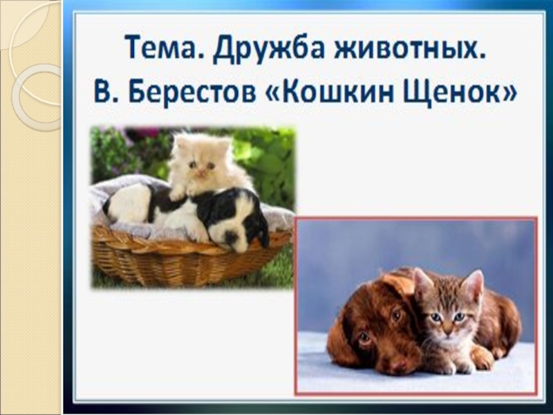 Урок кошкин щенок. Кошкин щенок Берестов. Дорога домой клички животных. Литературное чтение 2 класс Кошкин щенок. К какому жанру относится произведение «Кошкин щенок» в.Берестова?.