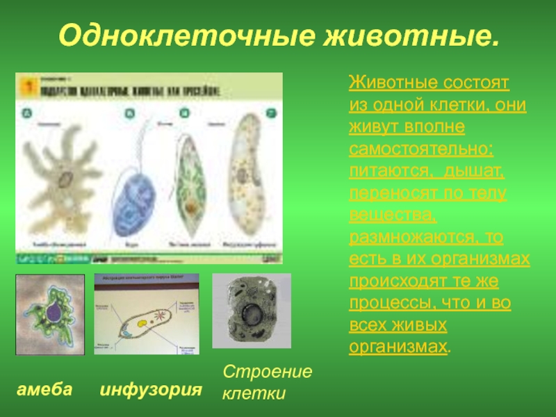 Презентация одноклеточные и одноклеточные животные