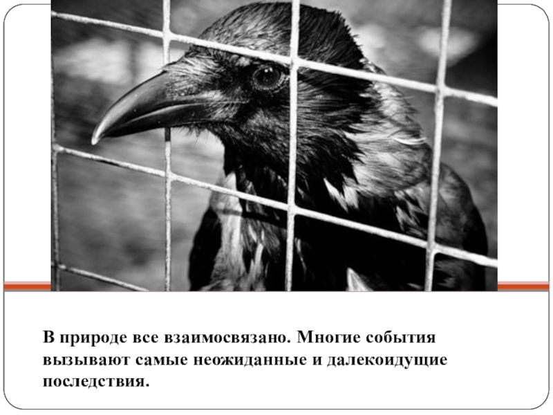 Презентация по биологии 5 класс важность охраны живого мира планеты 5 класс