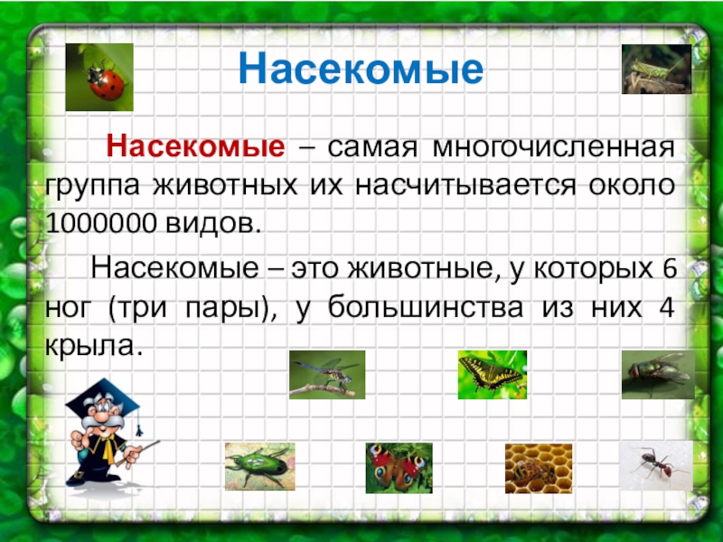 Насекомые – это самая многочисленная группа животных. Позвоночные классы рыб. Насекомые ильменского заповедника. Многочисленная группа животных. Класс птицы общая характеристика самый многочисленный класс.