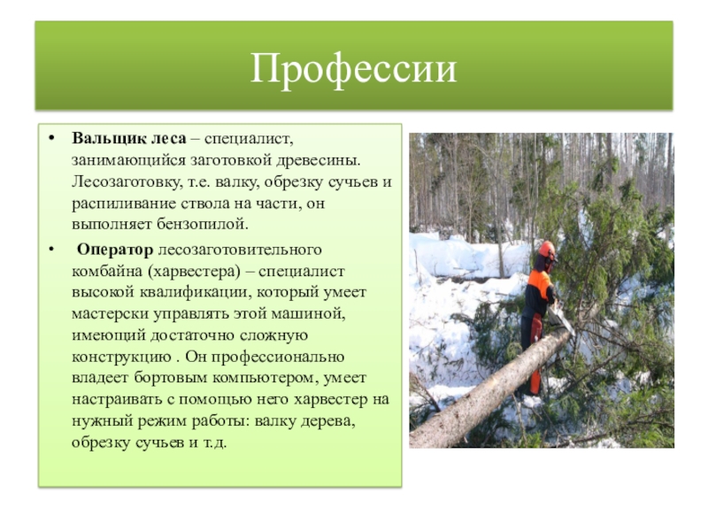 Профессии связанные с древесиной 5 класс. Вальщик леса презентация. Вальщик леса профессия. Профессии связанные с лесозаготовительными работами. Проект вальщик леса презентация.