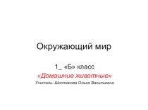 Домашние животные