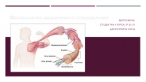 Презентация по биологии Мышечное сокращение