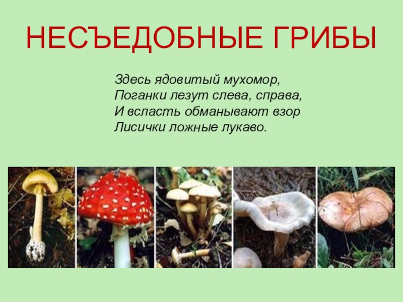 Несъедобные грибы фото и название несъедобные