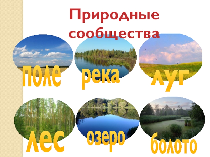 Какое природное сообщество россии. Природные сообщества. Природный. Естественные природные сообщества. Природное сообщество поле.