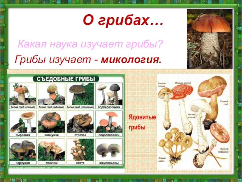 Наука которая изучает грибы. Микология грибы. Микология наука о грибах. Микология изучает грибы. Изучение грибов наука.