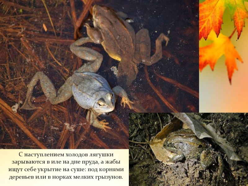 С наступлением холодов лягушки зарываются в иле на дне пруда, а жабы ищут себе укрытие на суше:
