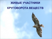 Презентация к уроку окружающего мира на тему: Пернатые изобретатели(3 класс)