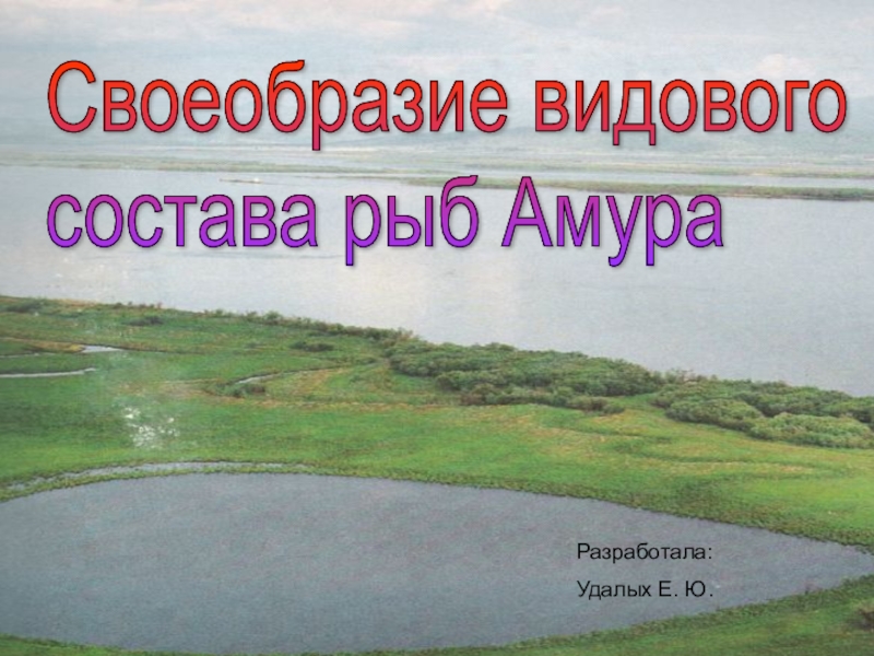 Презентация Своеобразие видового состава рыб Амура