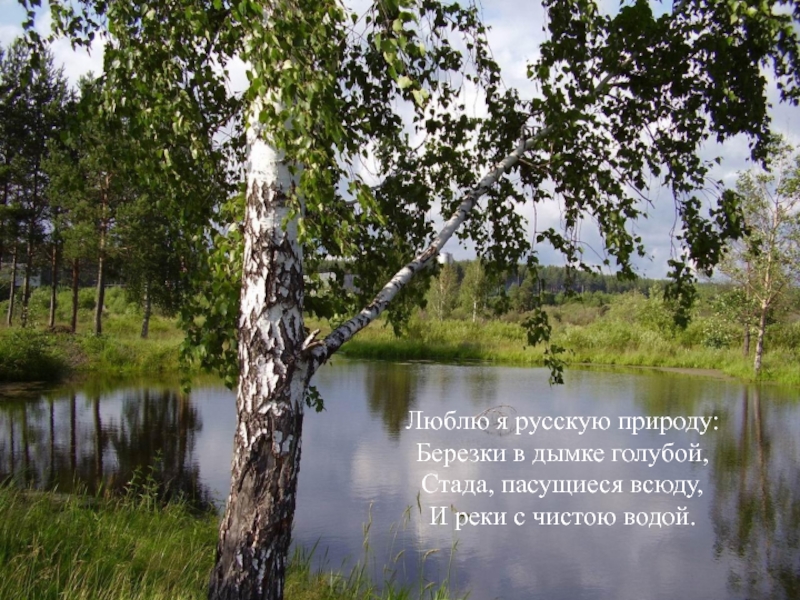 Люблю я русскую природу:Березки в дымке голубой,Стада, пасущиеся всюду, И реки с чистою водой.