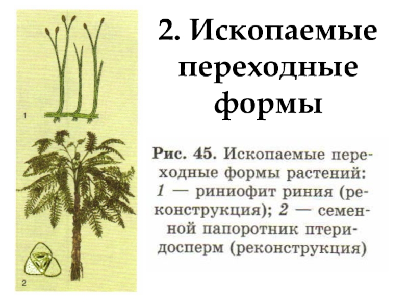 Какие ископаемые формы организмов относятся к переходным рассмотрите рисунок 143