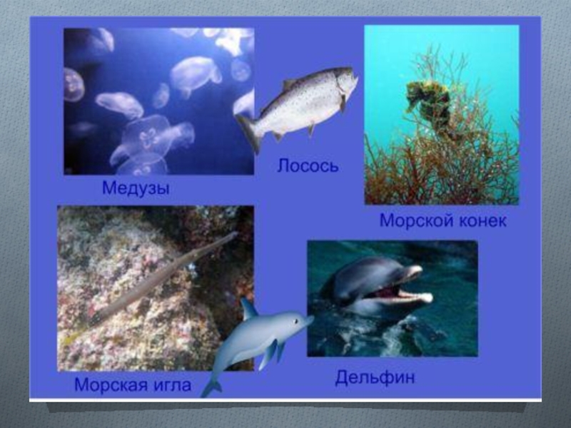 Тест у черного моря. Проект на тему черное море. Черное море презентация. Презентация на тему черное море. Черное море окружающий мир.