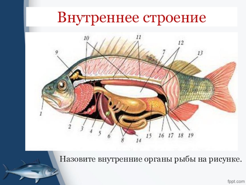 Какие внутренние. Внутреннее строение костной рыбы. Рис 114 внутреннее строение костной рыбы. Внутреннее строение костистой рыбы. Внутреннее строение рыбы 7 класс биология.