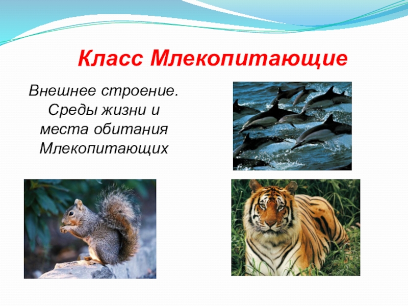 Презентация Презентация по биологии на тему: Млекопитающие