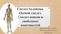 Презентация по биологии Скелет человека.Осевой скелет.Скелет поясов и свободных конечностей